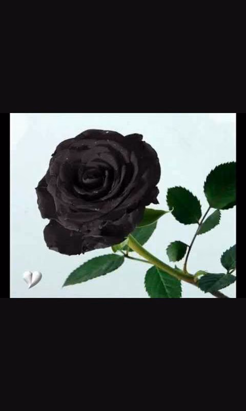 c23ea24e867dfc0db4c9aa66852cf79d.avif