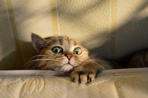 c32ce4a3a57f8122a83778bcadbd2c2c.jpg
