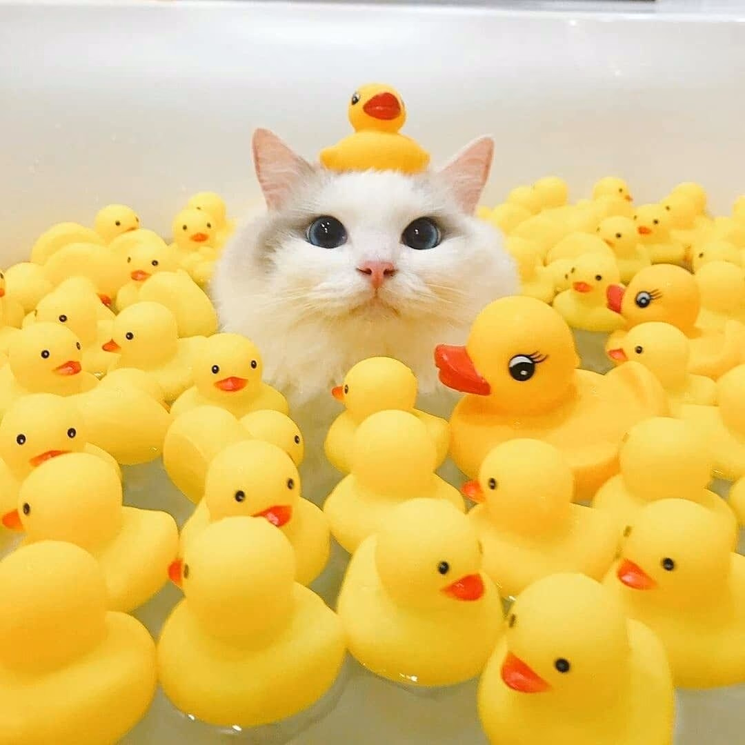 c630f6cb6906467104f080365e9b7f86.avif