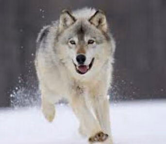 c8e37f99f301343484fc38794bf021f0.avif