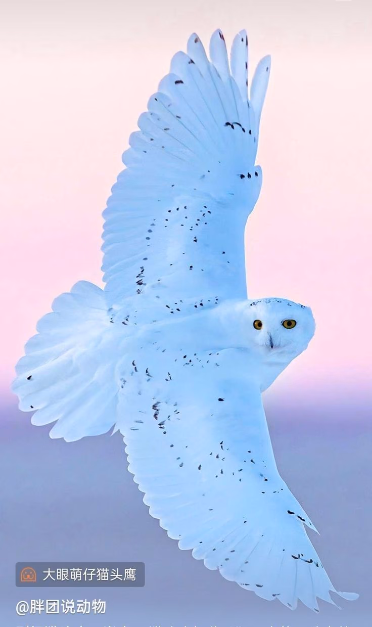 c95716f1d40c1b398209d19727968ec6.avif