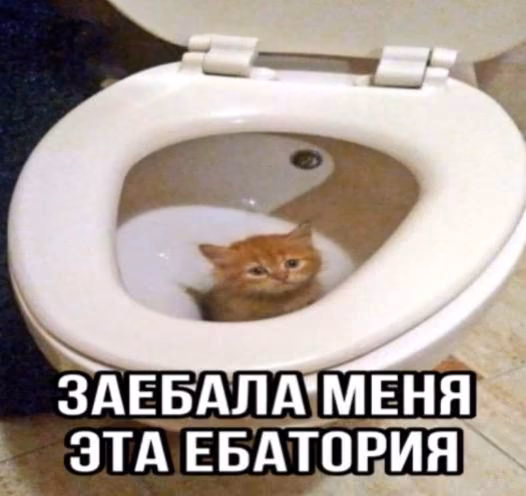cad2af8f31d7558a02527ebea9cea42f.avif