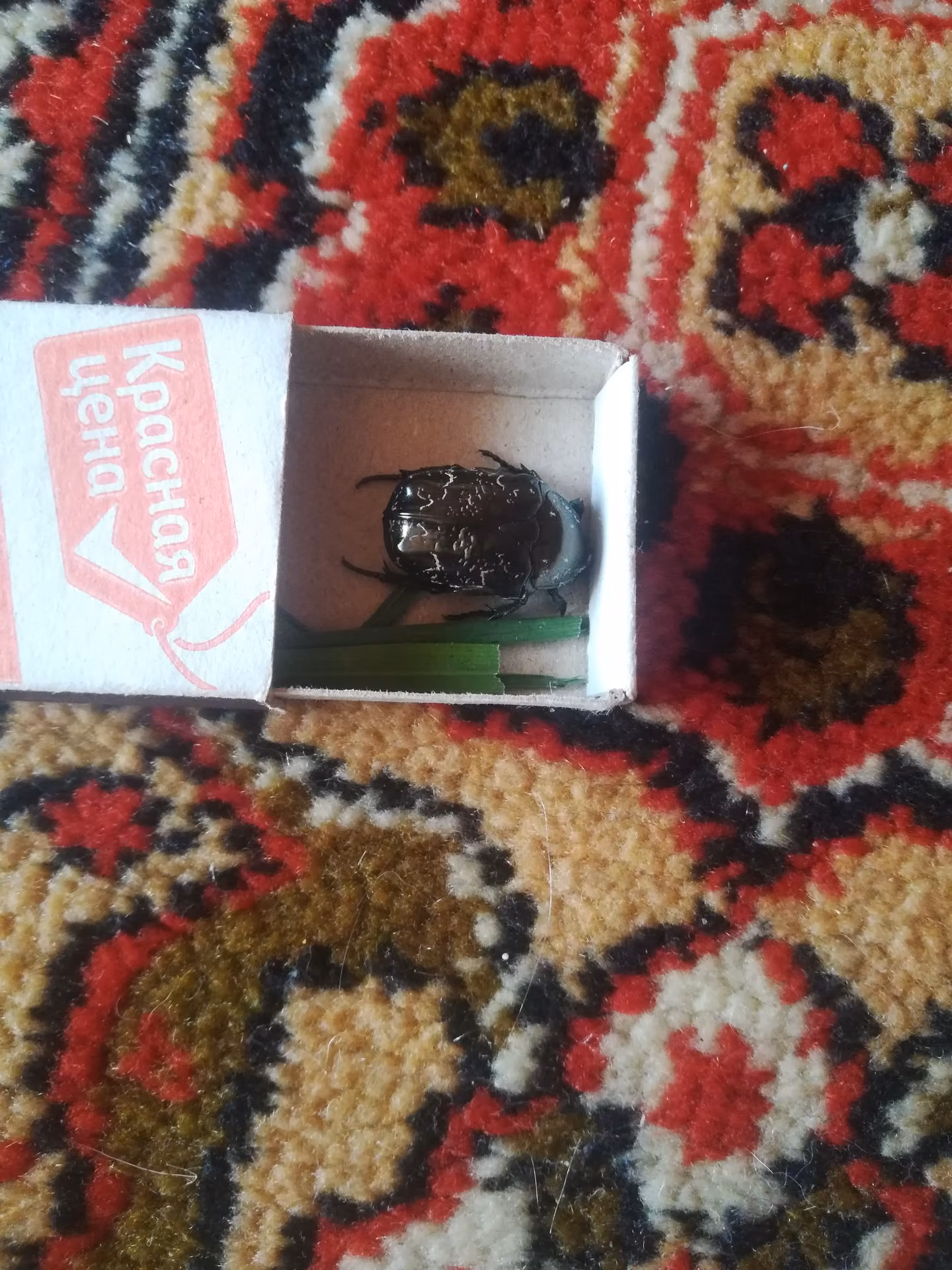 cafffcef2895da2ab9b66a39d66db62e.avif