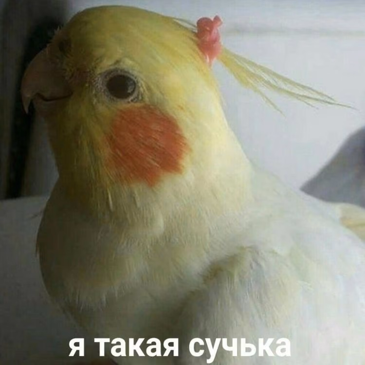 ce43294cffb1822a5a9a878087a808ef.avif