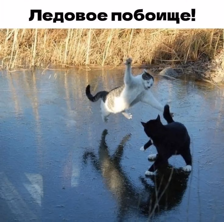 d0acda090431d7e4a73b0c9d7bb32c43.jpg