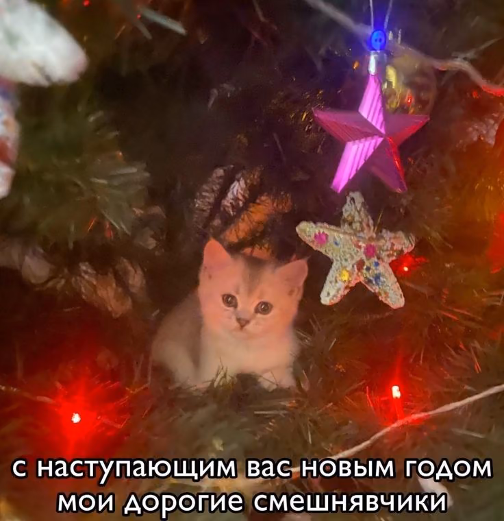 d3e6f3032b1964bc78727012278f6d0b.avif