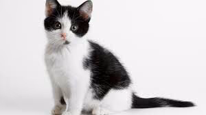 d47cc083a13bb2146854062b466553a5.avif