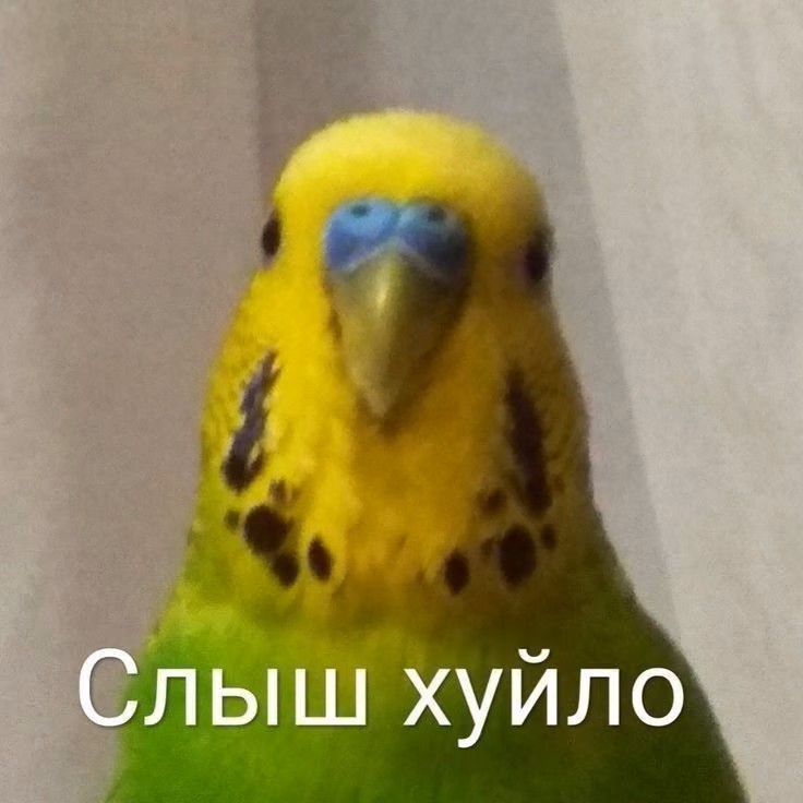 d873faceed73ad688966372e2f8bd77c.avif