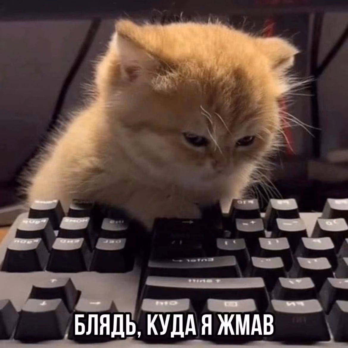 dd49b74d49b42b88fe5e8f9f43dbb2dc.avif
