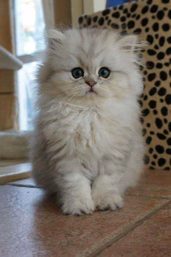df8d0d1cee78efffe80ced5266290f69.avif