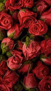 e0777f40a785bcb26ec8538747f4efb6.avif