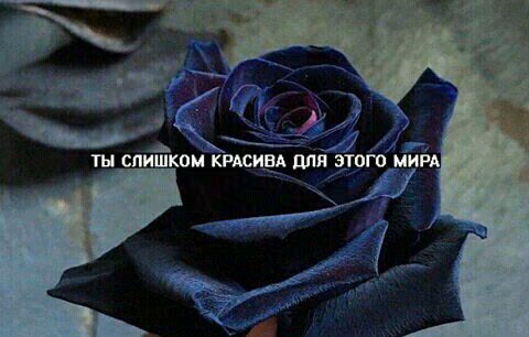 e1adce9413f41978cb9c6e0706203adf.jpg