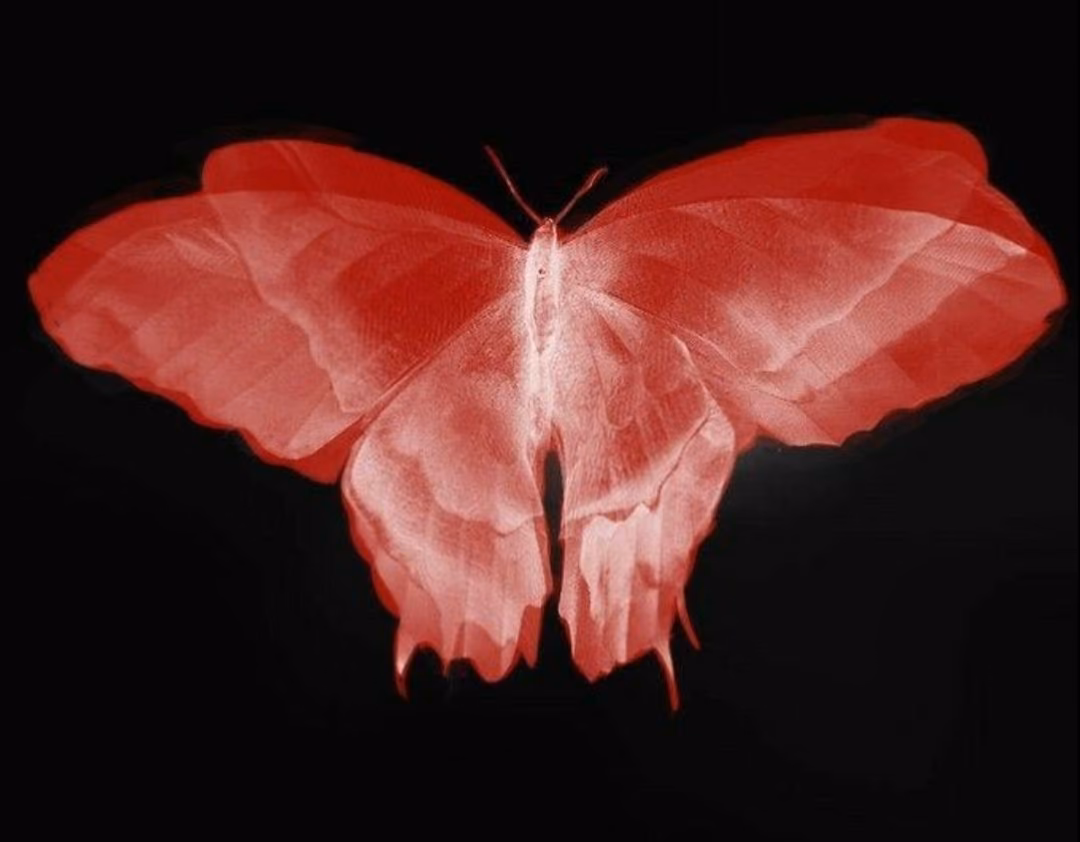 e3b148f92ba288786f2bd25eae130478.avif