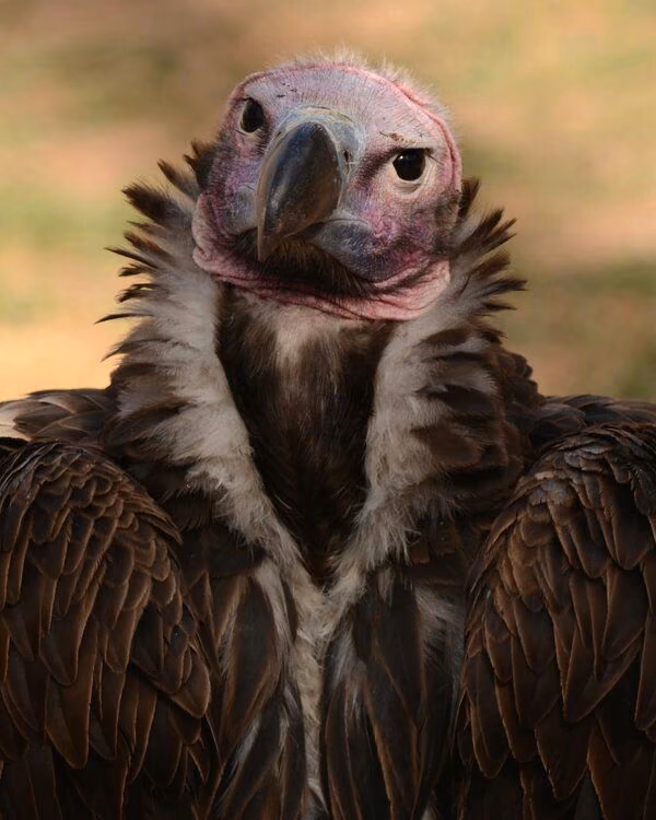 e3ba2388e99277b8d2c172d9945b4888.avif