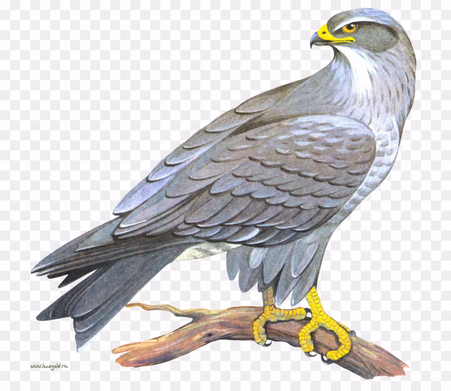 e4c7814e7e6e0b1e4f6dc2d04933b3ea.jpg