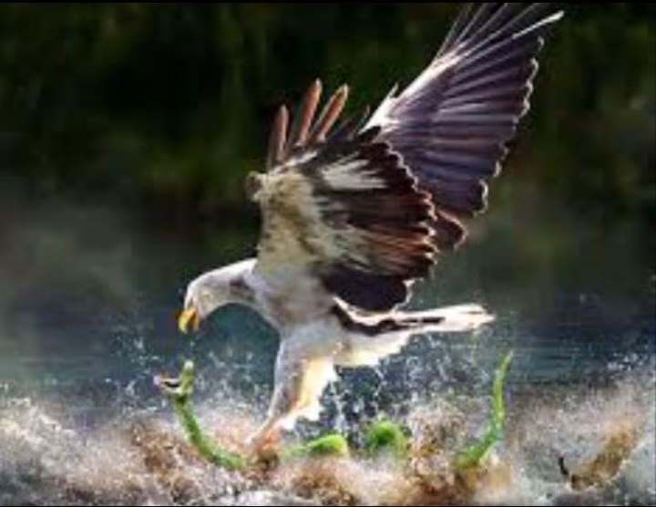 e98591c63d9dd222b3358b873a4e037c.avif