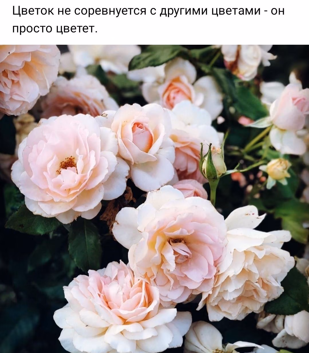 e9cc727551a4051a856843f5f43665cb.jpg