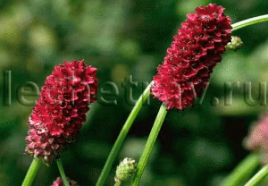 f08edabb3a5826f774a1f721faa3cf8a.avif