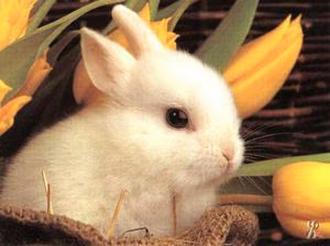f0fc6189097a18d41100e8fd97a7cfab.avif