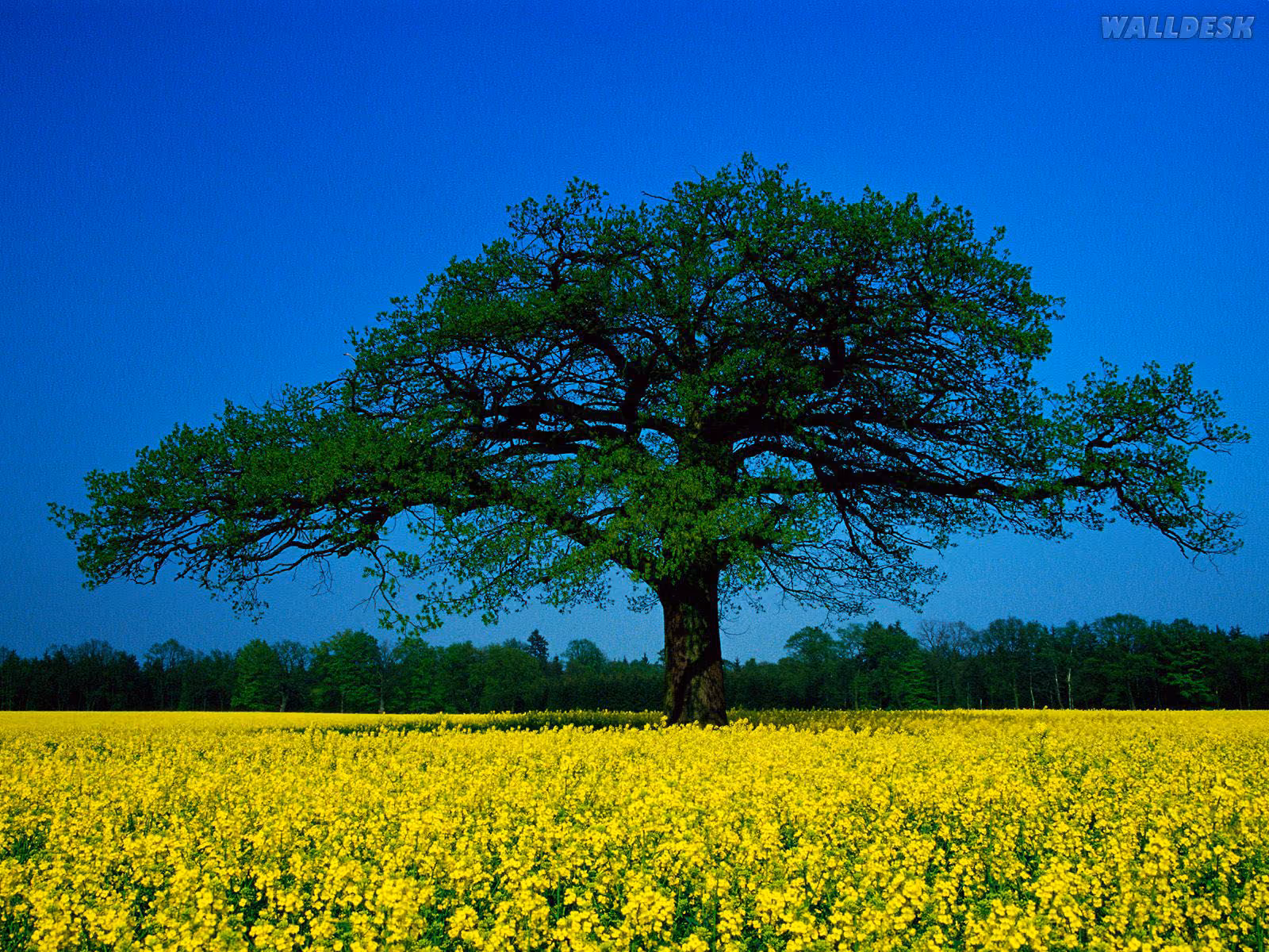 f1c32923fb279850ca69446da7c829c0.avif