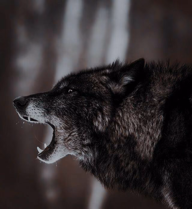 f23a714af88cebb592b8e7e4af4389fe.avif
