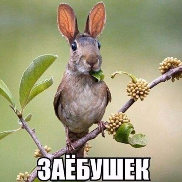 f62105f184cce98b333bee90d6575968.jpg
