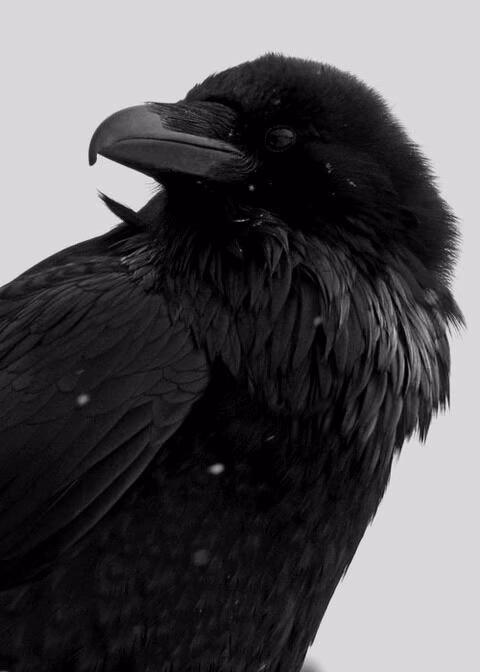 fa01444bc90e53e89653483cbaaef4cf.avif