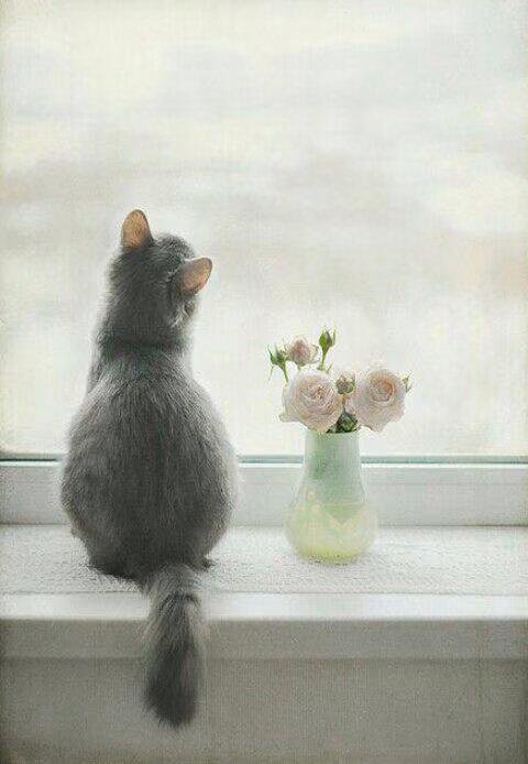 fa28ce1c464f1ace8c60a477fa4b783f.avif