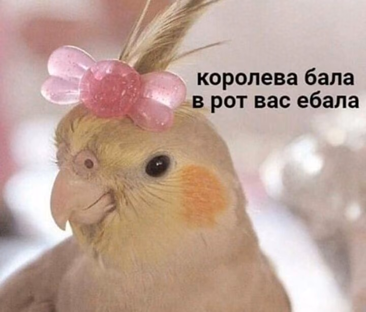 fa93fc7b6e4a492647929e13d96005ce.jpg