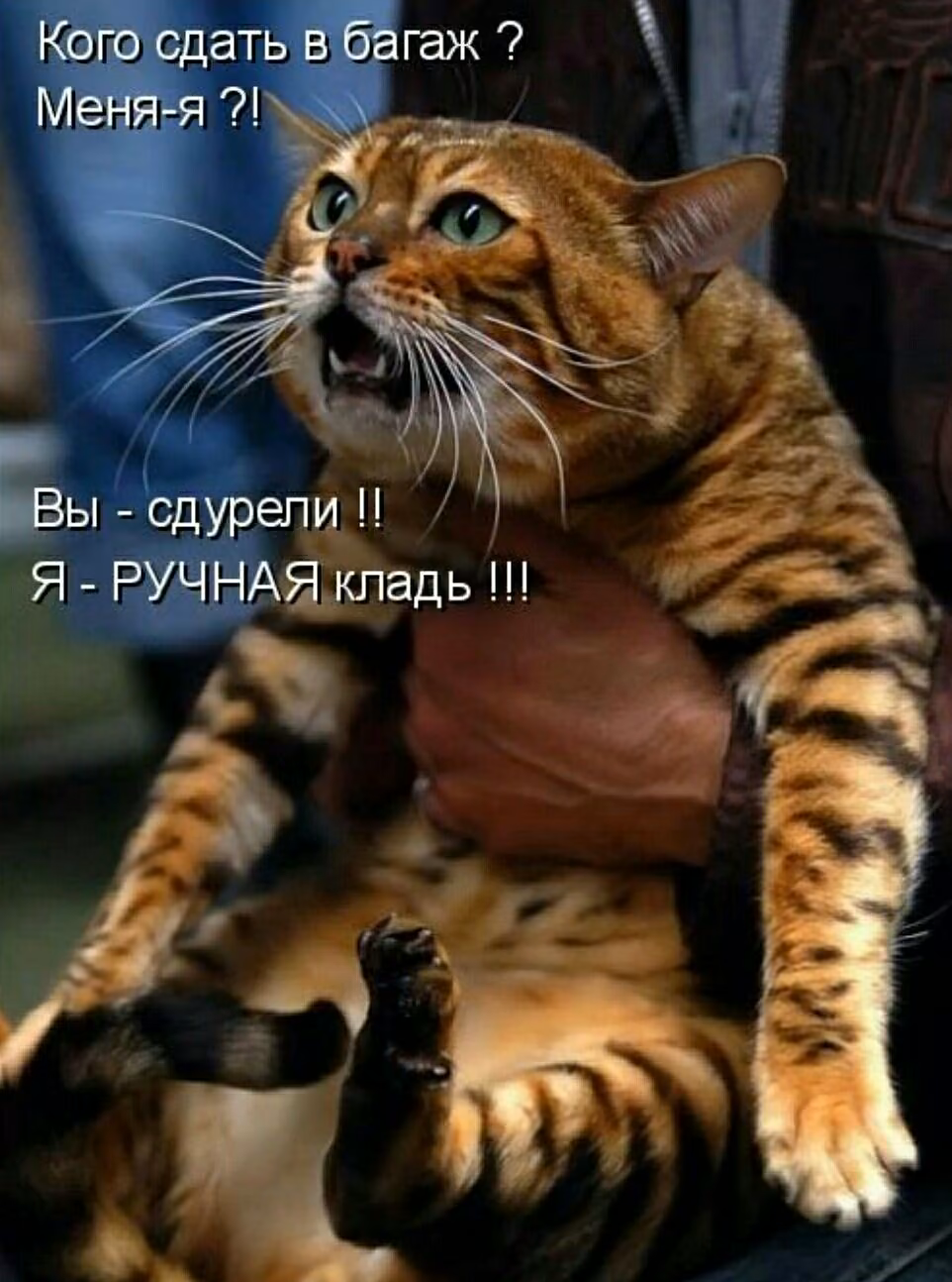 fc10820cad056cf8df10032fadb462a7.jpg