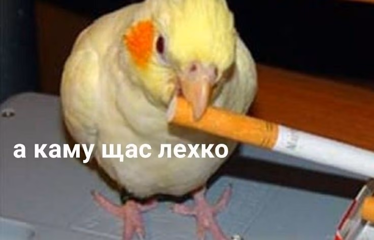 fddf6b9ccea23ca44129540d35338902.avif