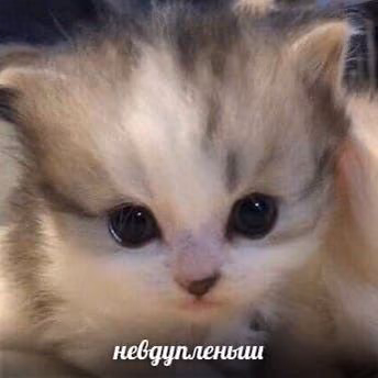 fe8a8e3bf6ae4333f8c13f1092ec93aa.jpg